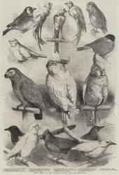 Preisvögel auf der Crystal Palace Show